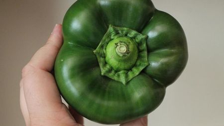 高的垃圾处理器 高的垃圾处理器